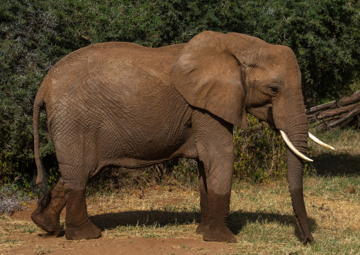Elephant mother with her baby (Loxodonta africana), Samburu County, Samburu National Reserve, Kenya