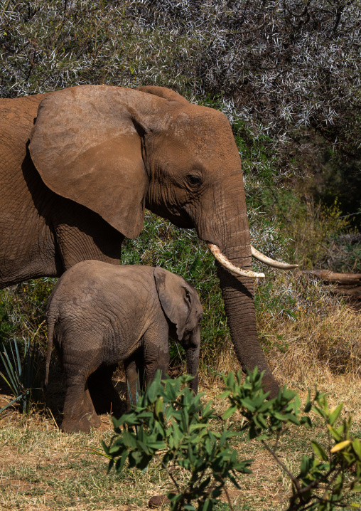 Elephant mother with her baby (Loxodonta africana), Samburu County, Samburu National Reserve, Kenya