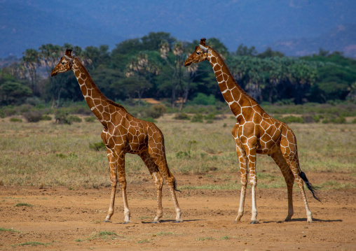 Reticulated giraffes (Giraffa camelopardalis reticulata) in the bush, Samburu County, Samburu National Reserve, Kenya