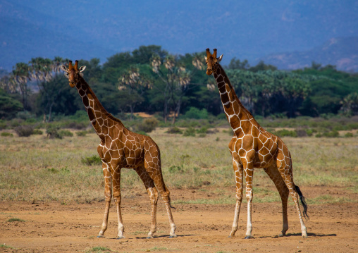 Reticulated giraffes (Giraffa camelopardalis reticulata) in the bush, Samburu County, Samburu National Reserve, Kenya