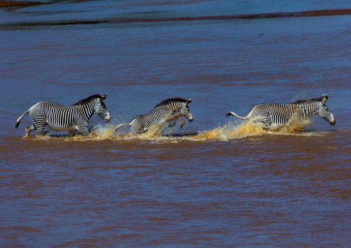 Grevy's Zebras (Equus grevyi) crossing a river in line, Samburu County, Samburu National Reserve, Kenya