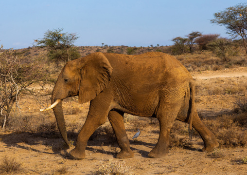 Elephant (Loxodonta africana), Samburu County, Samburu National Reserve, Kenya