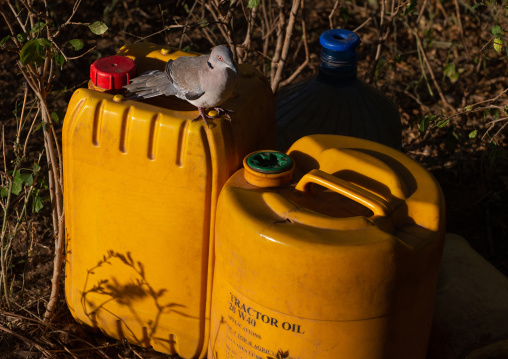 Mourning collared dove (streptopelia decipiens) on Jerricans, Marsabit District, Ngurunit, Kenya