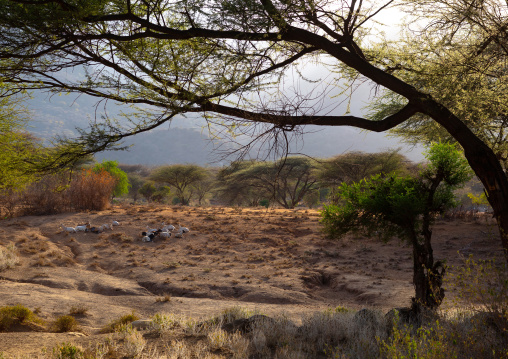 Goats in the bush, Marsabit District, Ngurunit, Kenya