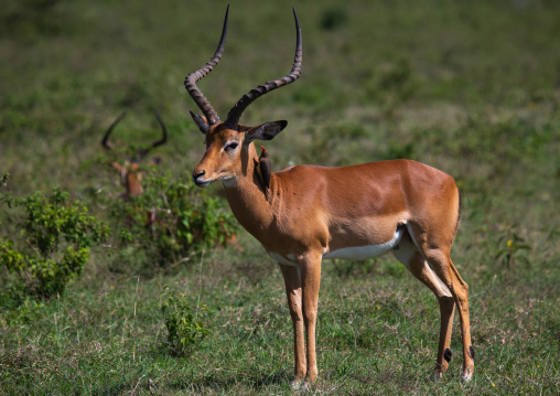 Male impalas (aepyceros melampus), Rift Valley Province, Nakuru, Kenya