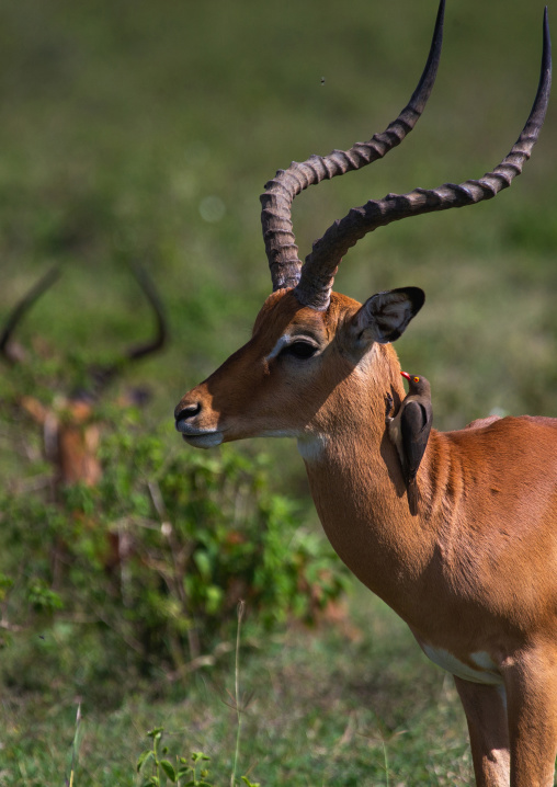 Male impalas (aepyceros melampus), Rift Valley Province, Nakuru, Kenya
