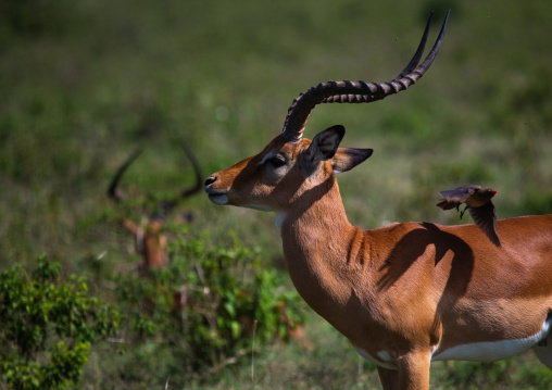 Male impalas (aepyceros melampus), Rift Valley Province, Nakuru, Kenya