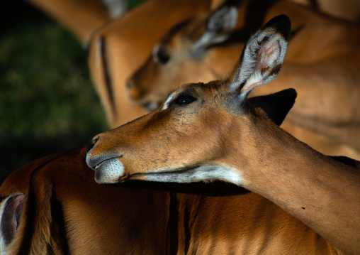 Female impala (Aepyceros melampus), Rift Valley Province, Nakuru, Kenya