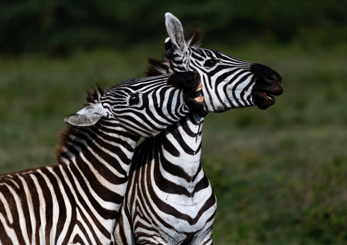 Zebras fighting, Rift Valley Province, Nakuru, Kenya