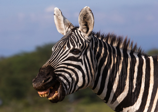 Zebra showing its teeth, Rift Valley Province, Nakuru, Kenya