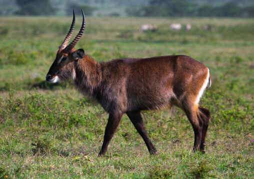 Male waterbuck (Kobus ellipsiprymnus), Rift Valley Province, Nakuru, Kenya