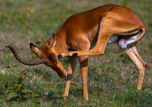 Impala (Aepyceros melampus), Rift Valley Province, Nakuru, Kenya
