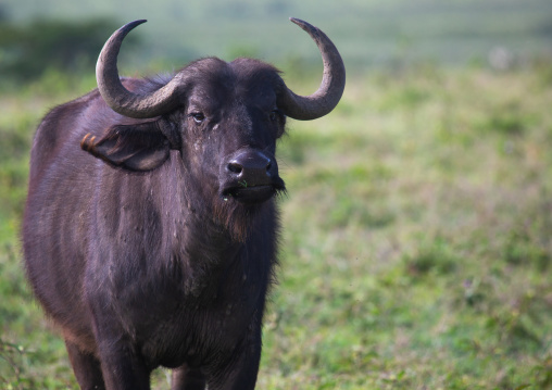 Buffalo looking at camera, Rift Valley Province, Nakuru, Kenya