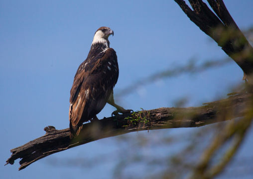 Eagle in a tree, Rift Valley Province, Nakuru, Kenya