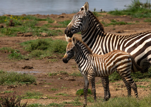 Zebra mother wioth her baby, Rift Valley Province, Nakuru, Kenya