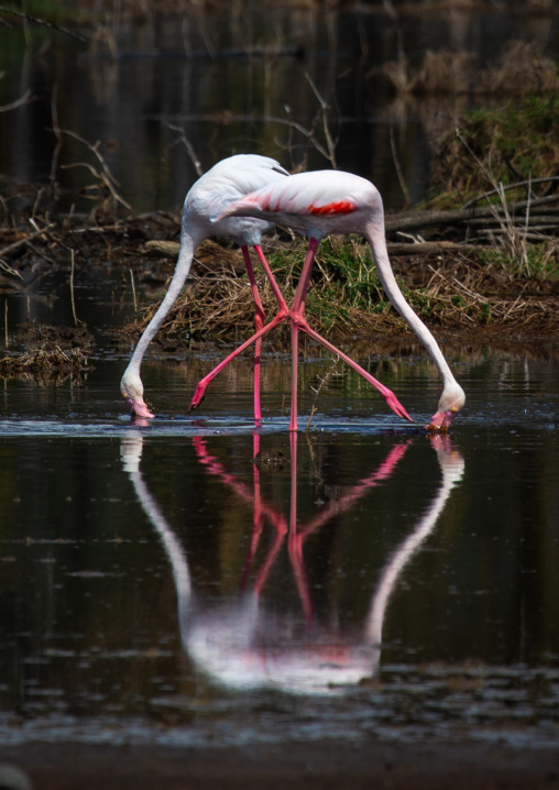 Pink flamingos eating in a lake, Rift Valley Province, Nakuru, Kenya