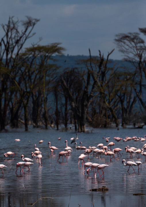 Pink flamingos eating in a lake, Rift Valley Province, Nakuru, Kenya