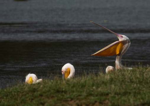 Great White Pelicans (Pelecanus onocrotalus), Rift Valley Province, Nakuru, Kenya