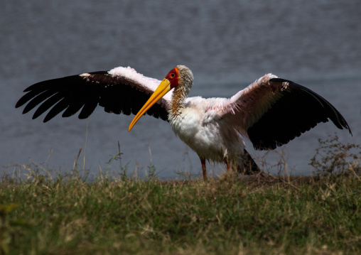 Yellow-billed Stork (Mycteria ibis) with open wings, Rift Valley Province, Nakuru, Kenya