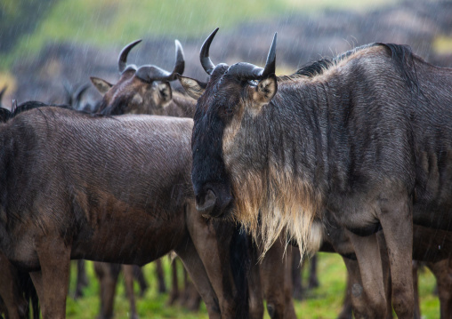 Group of wildebeests, Rift Valley Province, Maasai Mara, Kenya