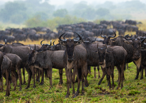 Wildebeests migration, Rift Valley Province, Maasai Mara, Kenya
