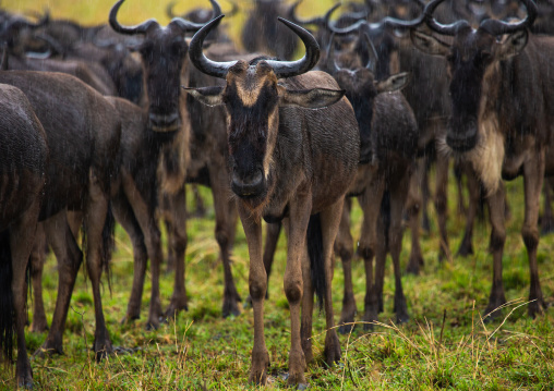 Wildebeest, Rift Valley Province, Maasai Mara, Kenya