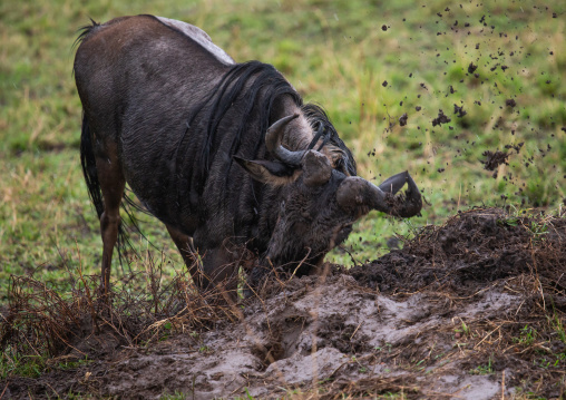 Wildebeest in the mud, Rift Valley Province, Maasai Mara, Kenya