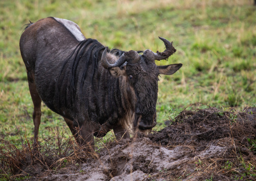 Wildebeest in the mud, Rift Valley Province, Maasai Mara, Kenya