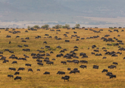 Wildebeests migration, Rift Valley Province, Maasai Mara, Kenya