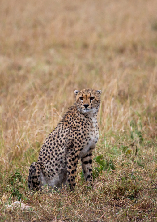 Cheetah (acinonyx jubatus), Rift Valley Province, Maasai Mara, Kenya