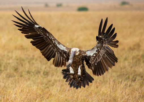 Vulture landing, Rift Valley Province, Maasai Mara, Kenya