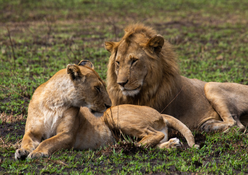 Lions couple ready to mate, Rift Valley Province, Maasai Mara, Kenya
