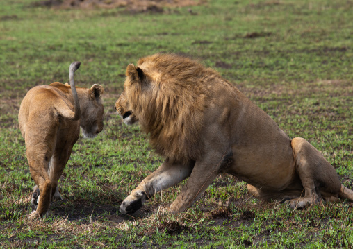 Lions couple ready to mate, Rift Valley Province, Maasai Mara, Kenya