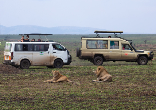 Lions couple ready to mate in front of tourists, Rift Valley Province, Maasai Mara, Kenya