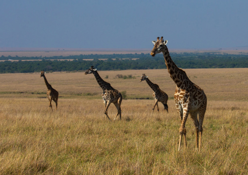 GIraffes in the savanna, Rift Valley Province, Maasai Mara, Kenya