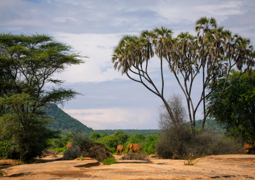 Elephants herd crossing a river, Samburu County, Samburu National Reserve, Kenya