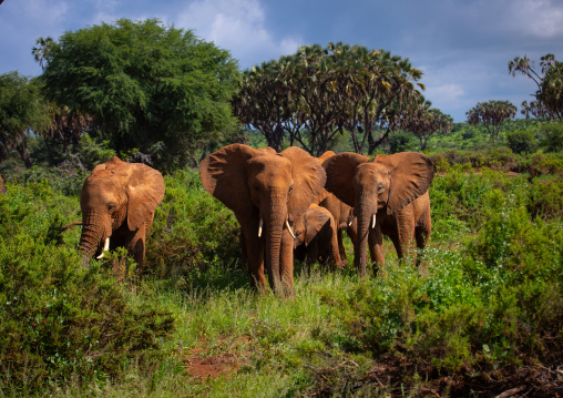 Elephants herd in green grass after rain, Samburu County, Samburu National Reserve, Kenya