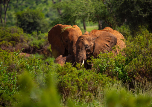 Elephants herd in green grass after rain, Samburu County, Samburu National Reserve, Kenya