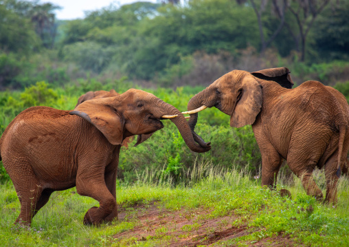 Elephants fighting, Samburu County, Samburu National Reserve, Kenya