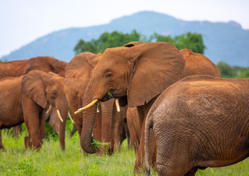 Elephants herd in green grass after rain, Samburu County, Samburu National Reserve, Kenya