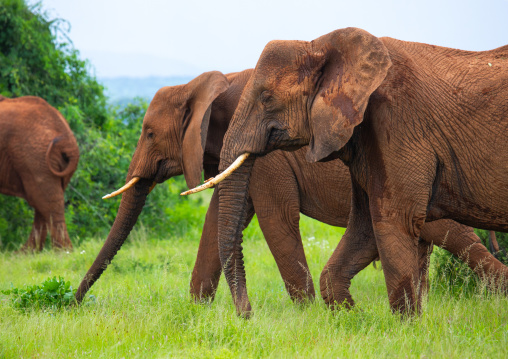 Elephants herd in green grass after rain, Samburu County, Samburu National Reserve, Kenya