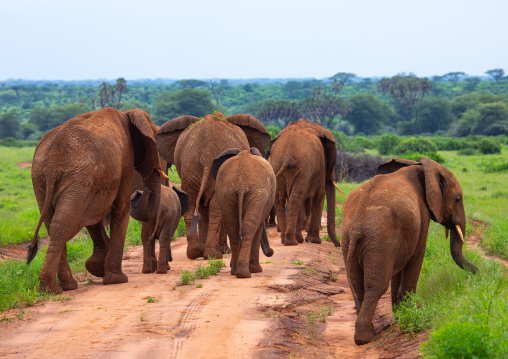 Elephants herd in green grass after rain, Samburu County, Samburu National Reserve, Kenya