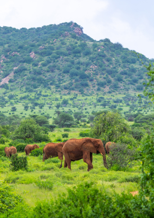 Elephants herd in green grass after rain, Samburu County, Samburu National Reserve, Kenya