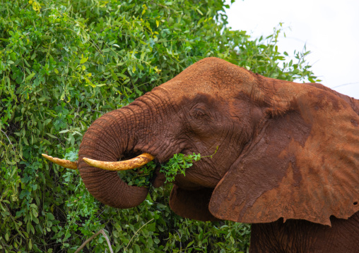 Male elephant eating, Samburu County, Samburu National Reserve, Kenya