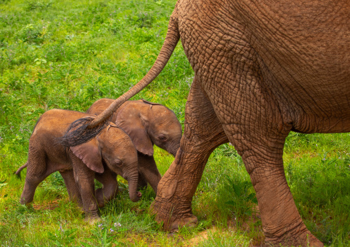 Rare elephant twins babies with their mother, Samburu County, Samburu National Reserve, Kenya