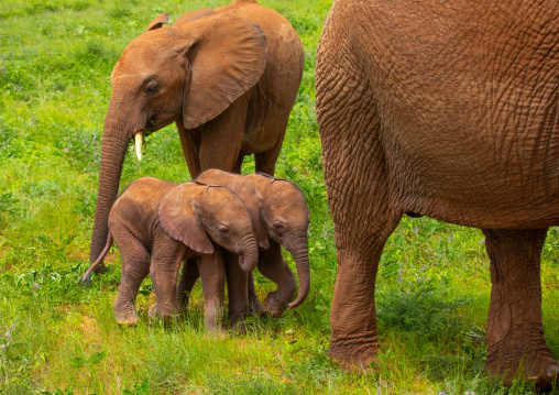 Rare elephant twins babies with their mother, Samburu County, Samburu National Reserve, Kenya