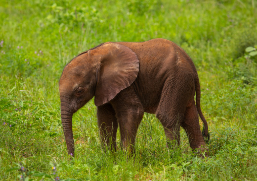 Baby elephant in green grass after rain, Samburu County, Samburu National Reserve, Kenya