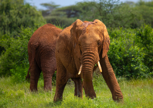 Elephant eating in green grass after rain, Samburu County, Samburu National Reserve, Kenya