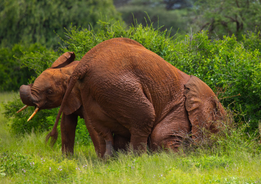 Elephant putting mud on his body, Samburu County, Samburu National Reserve, Kenya