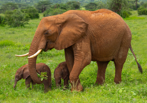 Rare elephant twins babies with their mother, Samburu County, Samburu National Reserve, Kenya